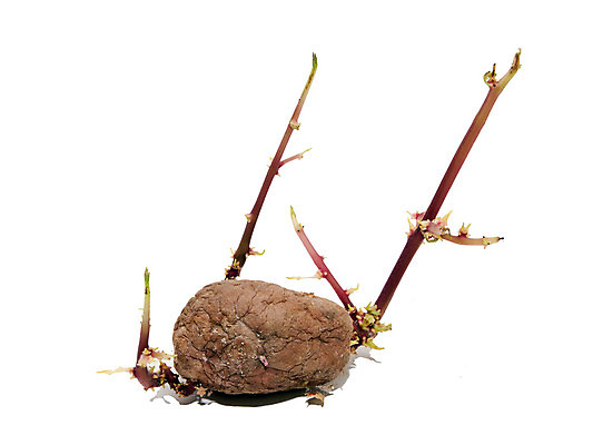 포토 JPG 해외이미지 음식 농업 다이어트 채소 감자 건강 사람없음 농작물 갈색 노란색 새싹 봄 성장 흰색 신선 발사 오브젝트 유기농 날것 뿌리 내추럴 고립 녹말 식용 옛날 채식주의자 해외202004 해외포토 식물 웰빙 계절 산업 컬러 채식 파일형식 이미지허브