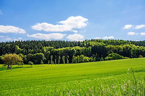 포토 JPG 해외이미지 나무 식물 구름 계절 백그라운드 밭 농업 자연 하늘 날씨 풍경 잔디 사람없음 야외 초록색 여름 파란색 햇빛 농장 환경 맑음 봄 흰색 시골 신선 숲 땅 언덕 장면 내추럴 밭일 평야 수평선 해외202004 해외포토 자연요소 산업 컬러 태양 생태계 파일형식 이미지허브