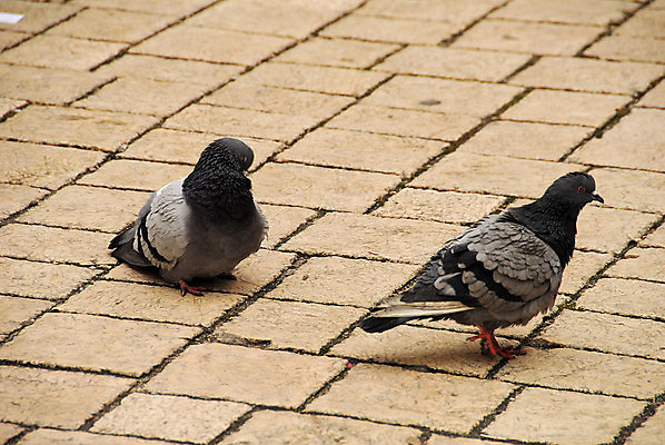 포토 JPG 해외이미지 2 겨울 사랑 사람없음 폴란드 크라쿠프 해외202004 해외포토 계절 감정 유럽 파일형식 이미지허브