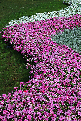 포토 JPG 해외이미지 식물 디자인 외관 공원 꽃 길 꽃무늬 자연 주택 사람없음 야외 장식 초록색 여름 컬러풀 평화 정원 침묵 매력적 벚꽃 개화 보행로 시원함 만족 원예 조경 내추럴 뒤뜰 땅바닥 영원 원예사 해외202004 해외포토 직업 계절 공공시설 감정 컬러 컨셉 무늬 바닥 취미 건물 소리 생태계 파일형식 이미지허브