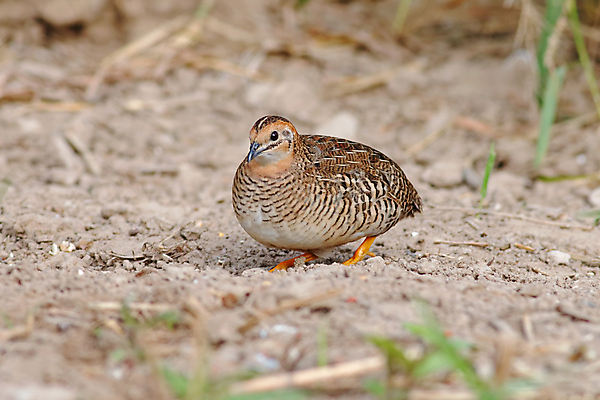 포토 JPG 해외이미지 나무 동물 여자 남자 아시아 얼굴 야생동물 백그라운드 날개 자연 조류 사람없음 야외 목재 가로 초록색 파란색 컬러풀 머리 환경 나뭇가지 막대기 닫기 숲 깃털 꼬리 부리 서식지 메추리 생태학 이국적 해외202004 해외포토 식물 교육 나라 컬러 재료 모션 사람 신체부위 생태계 파일형식 이미지허브