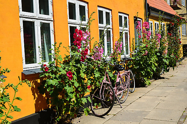 포토 JPG 해외이미지 식물 외관 꽃 벽 분홍색 잎 자연 벽돌 거리 주택 덴마크 사람없음 건물 빨간색 초록색 여름 노란색 자전거 벚꽃 바위 시골 보행로 순환 타운 구식 스칸디나비아 해외202004 해외포토 건축물 계절 길 컬러 모션 북유럽 바이크 돌_바위 도시 생태계 파일형식 이미지허브
