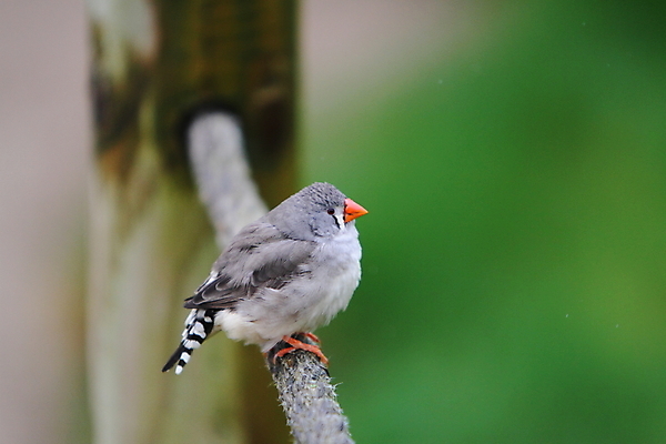 포토 JPG 해외이미지 여자 야생동물 자연 조류 사람없음 깃털 부리 얼룩말 해외202004 해외포토 동물 사람 말_동물 생태계 파일형식 이미지허브