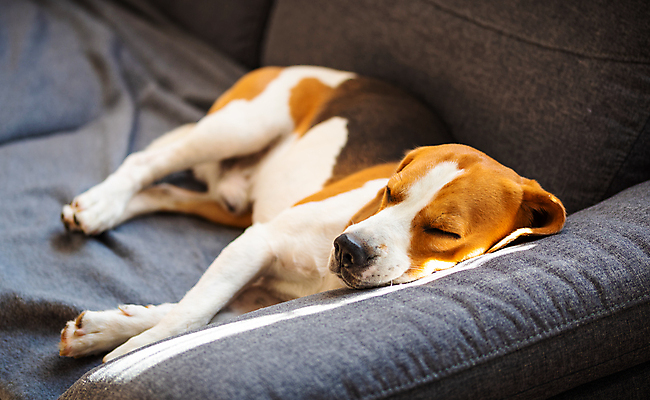 포토 JPG 해외이미지 동물 응시 가구 백그라운드 컨셉 휴식 실내 종류 앉기 사람없음 내부 세로 반려동물 소파 갈색 쌓기 고통 환자 침대 잠 기다림 개 가득함 경계 사냥개 비글 송곳니 거짓말 기르기 복종 유래 주목 지능 해외202004 해외포토 시선 감정 컬러 생활용품 의자 포유류 의학 모션 치아 돌봄 파일형식 이미지허브