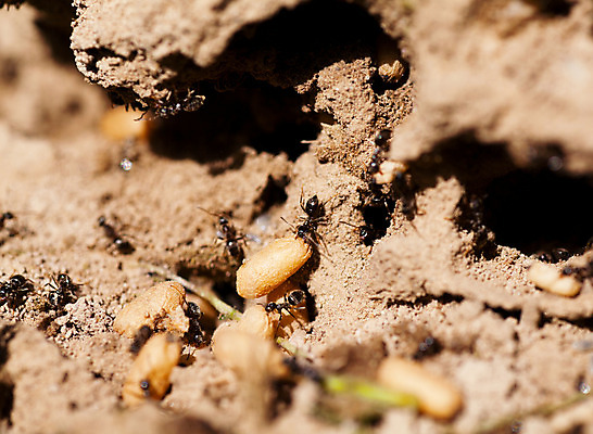 포토 JPG 해외이미지 나무 동물 야생동물 음식 모래 곤충 잎 교통시설 자연 협력 설계 노동자 생물 주택 안테나 사람없음 내부 갈색 검은색 힘 작업 구멍 그룹 변화 벌레 결심 먼지 노력 개미 해결 조작 혼란 효율 해외202004 해외포토 식물 직업 컬러 교통 컨셉 통신 건물 시설 생태계 파일형식 이미지허브