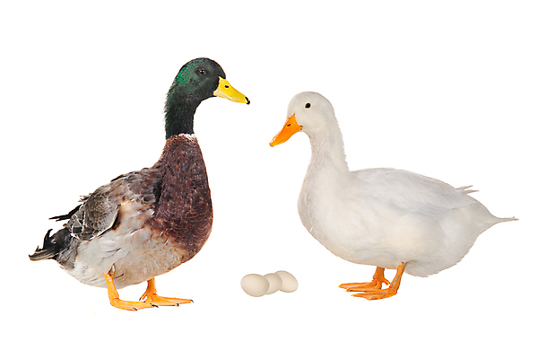 포토 JPG 해외이미지 동물 여자 남자 야생동물 2 자연 조류 오리 사람없음 반려동물 계란 회색 큼 흰배경 물새 고립 해외202004 해외포토 컬러 백그라운드 사람 알 흰색 크기 생태계 파일형식 이미지허브