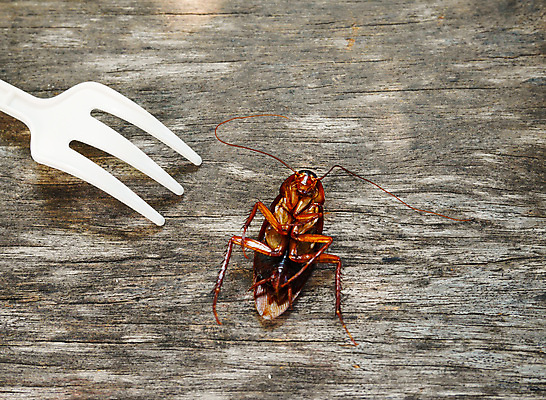 포토 JPG 해외이미지 곤충 백그라운드 신체 탁자 아파트 주택 안테나 건강 사람없음 목재 갈색 주방 검은색 죽음 닫기 해충 벌레 질병 먼지 기어가기 고립 위생관리 오싹 해외202004 해외포토 나무 동물 컬러 가구 재료 통신 의학 모션 관리 건물 파일형식 이미지허브