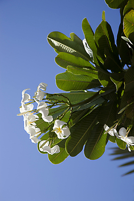 포토 JPG 해외이미지 꽃잎 꽃 잎 자연 하늘 프레임 3 사람없음 파란색 노란색 우주 봄 흰색 아열대 해외202004 해외포토 식물 계절 컬러 생태계 파일형식 이미지허브
