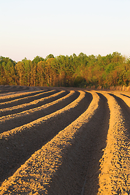 포토 JPG 해외이미지 식물 계절 산업 지구 밭 농업 자연 풍경 사람없음 야외 농작물 농장 농경지 환경 흙 봄 성장 시골 땅 만취 뿌리기 먼지 땅바닥 밭일 쟁기 줄서기 파종 해외202004 해외포토 모션 바닥 농사 생태계 술취함 파일형식 이미지허브