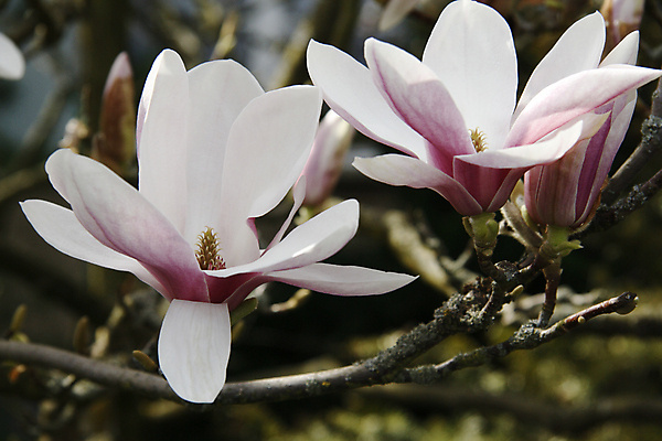 포토 JPG 해외이미지 나무 식물 계절 공원 꽃잎 꽃무늬 자연 사람없음 정원 봄 벚꽃 흰색 나뭇가지 개화 목련 해외202004 해외포토 공공시설 꽃 컬러 무늬 생태계 파일형식 이미지허브