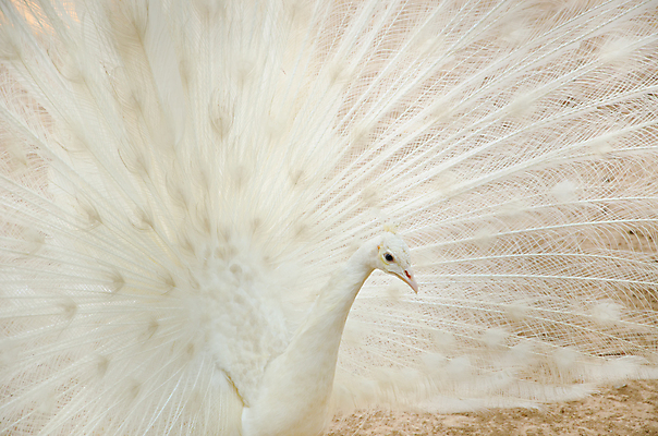 포토 JPG 해외이미지 동물 1 전통 야생동물 패턴 자연 조류 기술 동물원 사람없음 머리 걷기 활발 흰색 의식 우아함 공작 깃털 어깨 꼬리 부리 쇼 보여주기 꿩 짝짓기 내추럴 동물상 이국적 해외202004 해외포토 컬러 컨셉 무늬 모션 신체부위 조형물 생태계 파일형식 이미지허브