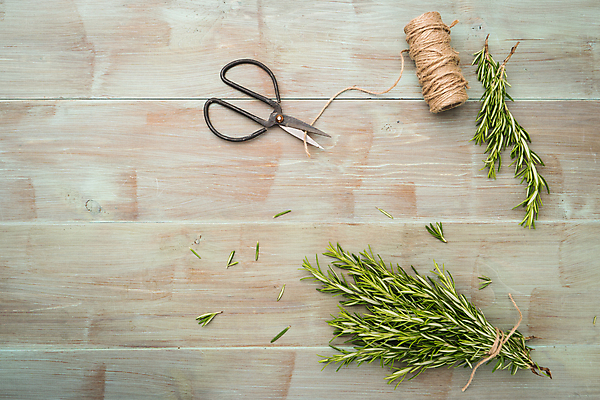 포토 JPG 해외이미지 식물 음식 백그라운드 컨셉 잎 농업 재료 자연 탁자 주택 건강 요리 사람없음 목재 환경 주방 정원 꽃병 침묵 봄 성장 나뭇가지 공구 시골 신선 냄비 정상 자르기 허브 향신료 유기농 원예 향 모음 로즈메리 내추럴 심기 카피스페이스 해외202004 해외포토 나무 웰빙 계절 꽃 산업 가구 모션 취미 한글 건물 소리 공백 도구 솥 생태계 향미료 파일형식 이미지허브