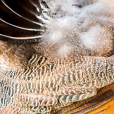 포토 JPG 해외이미지 동물 디자인 남자 야생동물 백그라운드 패턴 자연 조류 추상 사람없음 초록색 파란색 컬러풀 활발 공작 깃털 묘사 질감 꼬리 이국적 해외202004 해외포토 컬러 컨셉 무늬 사람 생태계 파일형식 이미지허브