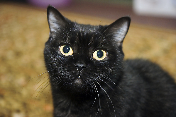 포토 JPG 해외이미지 동물 척추동물 응시 포유류 생물 앉기 사람없음 반려동물 노란색 검은색 고양이 자르기 귀 슛 잡종 노려봄 혼자 해외202004 해외포토 시선 컬러 모션 표정 신체부위 파일형식 이미지허브