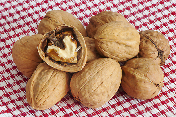 포토 JPG 해외이미지 나무 계절 음식 백그라운드 잎 과일 자연 건강 사람없음 갈색 노란색 견과류 흰색 신선 오브젝트 질감 호두 내추럴 블러 옛날 해외202004 해외포토 식물 컬러 생태계 파일형식 이미지허브