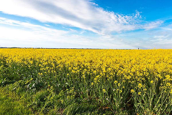 포토 JPG 해외이미지 식물 구름 계절 꽃 백그라운드 밭 농업 자연 하늘 건강 씨앗 풍경 사람없음 초록색 여름 파란색 농작물 태양 농장 노란색 환경 맑음 봄 활발 수확 성장 벚꽃 시골 개화 땅 유채 장면 내추럴 밭일 카놀라 해외202004 해외포토 자연요소 산업 컬러 컨셉 날씨 생태계 파일형식 이미지허브