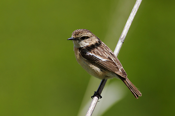 포토 JPG 해외이미지 동물 1 여자 자연 조류 앉기 사람없음 야외 나뭇가지 작음 해외202004 해외포토 나무 모션 사람 크기 생태계 파일형식 이미지허브