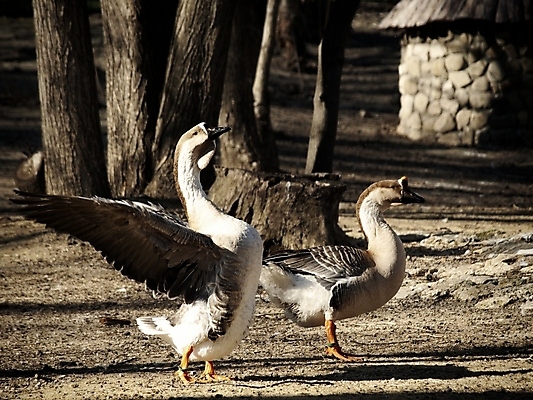 포토 JPG 해외이미지 공원 야생동물 자연 조류 오리 사람없음 야외 태양 해외202004 해외포토 자연요소 동물 공공시설 생태계 파일형식 이미지허브