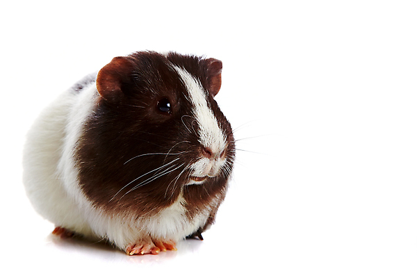 포토 JPG 해외이미지 동물 1 행복 얼굴 포유류 성공 생물 수염 털 사람없음 반려동물 갈색 흰색 설치류 작음 모피 가득함 호기심 코 바보 발톱 이국적 해외202004 해외포토 감정 컬러 컨셉 발 신체부위 크기 파일형식 이미지허브