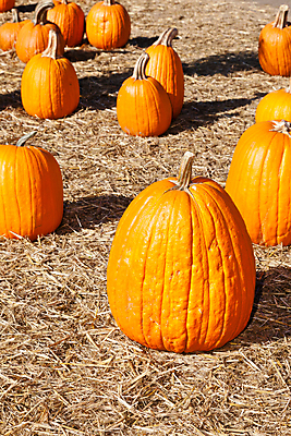 포토 JPG 해외이미지 식물 계절 음식 줄기 밭 농업 채소 오렌지 장난 부분 자연 호박 휴가 사람없음 장식 농작물 농장 쌓기 정원 축제 수확 가을 시골 신선 원형 시장 큼 캘리포니아 포도나무 마야 스쿼시 10월 밭일 숙성 식용 해외202004 해외포토 도형 산업 스포츠 과일 모션 구기 미국 날짜 크기 과일나무 생태계 마야문명 파일형식 이미지허브