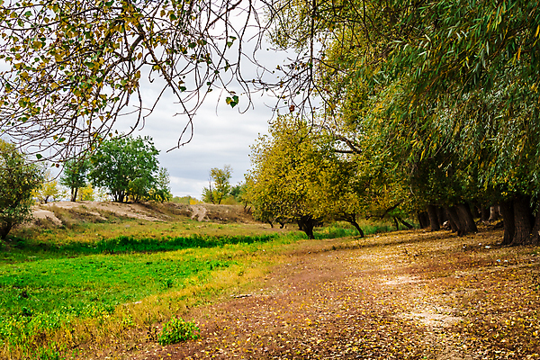 포토 JPG 해외이미지 나무 식물 계절 공원 지구 줄기 잎 오렌지 자연 하늘 추상 새로움 요정 풍경 사람없음 야외 목재 빨간색 빛 햇빛 노란색 걷기 침묵 안개 성장 가을 나뭇가지 시골 황무지 황금 숲 오솔길 9월 11월 장면 지역 멀리 잡동사니 빛망울 10월 해외202004 해외포토 공공시설 길 컬러 컨셉 무늬 과일 재료 모션 날씨 태양 소리 날짜 생태계 파일형식 이미지허브