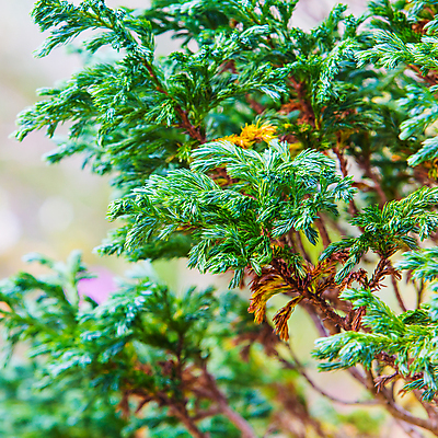 포토 JPG 해외이미지 나무 구름 공원 유럽 여행 자연 하늘 산 파노라마 풍경 경사 사람없음 야외 초록색 여름 파란색 환경 맑음 봄 가을 소나무 정상 숲 언덕 장면 전나무 산악지대 삼림지대 절정 가문비나무 수평선 해외202004 해외포토 자연요소 식물 계절 공공시설 나라 컬러 날씨 촬영기법 생태계 파일형식 이미지허브