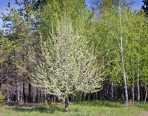 포토 JPG 해외이미지 나무 식물 계절 잎 밭 자연 아침 풍경 사람없음 컬러풀 봄 소나무 숲 자작나무 내추럴 해외202004 해외포토 주간 컬러 농업 생태계 파일형식 이미지허브
