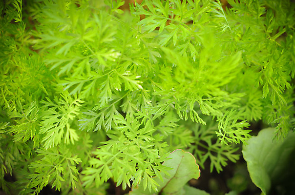 포토 JPG 해외이미지 식물 계절 지구 음식 백그라운드 잎 밭 농업 채소 자연 양파 건강 풍경 사람없음 야외 초록색 농작물 농장 정원 맑음 흙 봄 당근 수확 성장 시골 신선 작음 땅 유기농 원예 내추럴 평행 땅바닥 밭일 숙성 줄서기 세련 해외202004 해외포토 웰빙 산업 컬러 모션 날씨 바닥 뿌리채소 취미 크기 생태계 파일형식 이미지허브