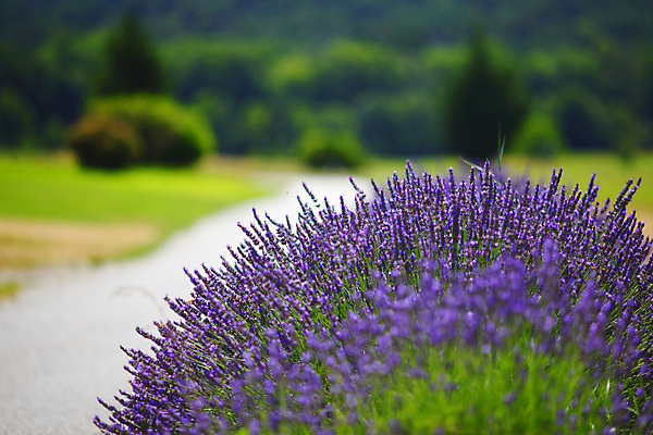 포토 JPG 해외이미지 식물 영어 꽃 밭 농업 자연 휴식 잉글랜드 사람없음 초록색 여름 약 농장 농경지 정원 보라색 프랑스 성장 시골 개화 닫기 허브 향수 원예 향기 아로마 향 아로마테라피 라벤더 내추럴 프랑스어 워싱턴 프로방스 카피스페이스 해외202004 해외포토 문자 계절 유럽 산업 컬러 컨셉 의학 모션 영국 취미 미국 화장품 공백 생태계 냄새 테라피 파일형식 이미지허브
