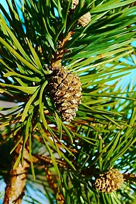 포토 JPG 해외이미지 나무 식물 자연 사람없음 야외 목재 초록색 나뭇가지 소나무 숲 상록수 침엽수 원뿔 해외202004 해외포토 도형 컬러 재료 생태계 파일형식 이미지허브