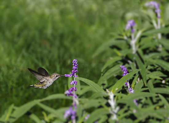 포토 JPG 해외이미지 동물 여자 꽃 야생동물 자연 조류 종류 사람없음 야외 공중 초록색 햇빛 정원 검은색 마시기 작음 먹이 수분 속도 캘리포니아 애리조나 꿀 철새 동물상 뒤뜰 벌새 수유 해외202004 해외포토 식물 컬러 모션 사람 태양 조형물 미국 크기 생태계 파일형식 이미지허브