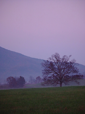 포토 JPG 해외이미지 나무 산 사람없음 계곡 고독 혼자 해외202004 해외포토 식물 감정 파일형식 이미지허브