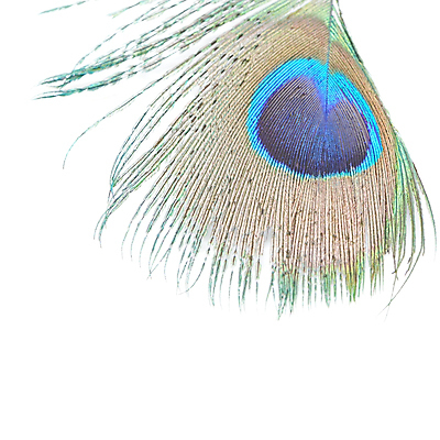 포토 JPG 해외이미지 동물 디자인 야생동물 백그라운드 패턴 자연 조류 추상 사람없음 초록색 파란색 컬러풀 흰색 우아함 공작 깃털 질감 꼬리 솜털 고립 이국적 해외202004 해외포토 컬러 컨셉 무늬 생태계 파일형식 이미지허브