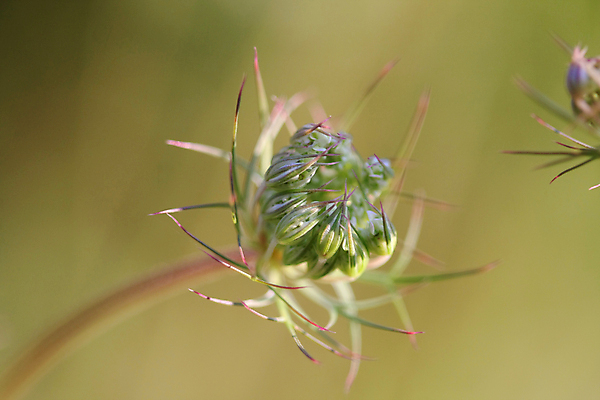 포토 JPG 해외이미지 식물 꽃잎 꽃 실루엣 잎 꽃무늬 패턴 곡선 자연 추상 사람없음 초록색 여름 봄 흰색 화려 우아함 오브젝트 질감 여왕 내추럴 빅토리아 해외202004 해외포토 계절 선 컬러 컨셉 무늬 촬영기법 생태계 파일형식 이미지허브