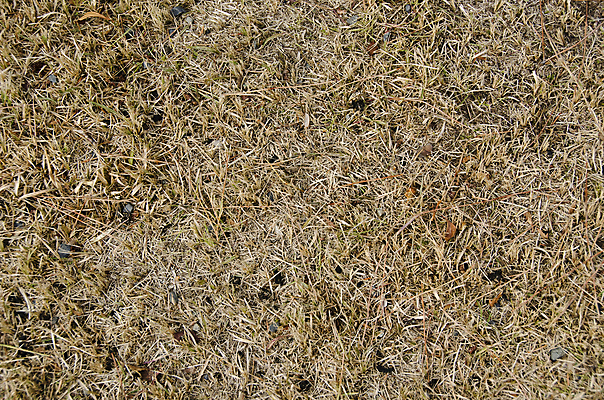 포토 JPG 해외이미지 나무 식물 백그라운드 잎 패턴 밭 자연 건조 사람없음 여름 갈색 노란색 시골 황금 볏짚 질감 밀짚 혼란 해외202004 해외포토 계절 컬러 컨셉 무늬 농업 짚 생태계 파일형식 이미지허브