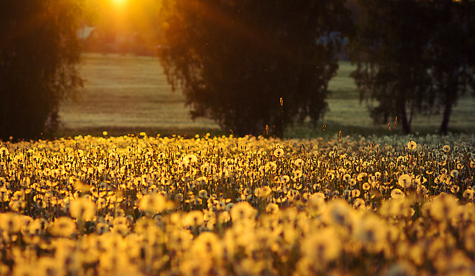 포토 JPG 해외이미지 나무 식물 구름 계절 공원 꽃잎 꽃 행복 백그라운드 잎 꽃무늬 패턴 밭 농업 자연 벽지 하늘 풍경 사람없음 야외 초록색 여름 컬러풀 태양 농장 우주 일출 환경 정원 맑음 일몰 봄 벚꽃 시골 신선 닫기 민들레 장면 내추럴 해외202004 해외포토 자연요소 공공시설 감정 산업 컬러 무늬 모션 날씨 노을 생태계 파일형식 이미지허브