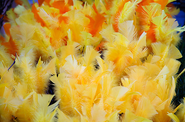 포토 JPG 해외이미지 디자인 백그라운드 패턴 조류 추상 부활절 사람없음 장식 세트 컬러풀 노란색 수집 깃털 질감 부드러움 솜털 멀티 해외202004 해외포토 동물 기념일 컬러 무늬 감각 파일형식 이미지허브