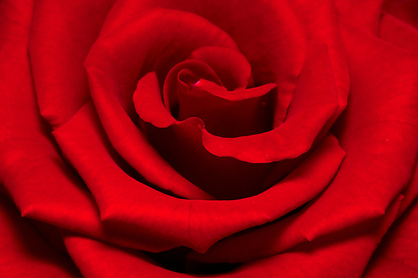 포토 JPG 해외이미지 식물 기념일 꽃잎 꽃 분홍색 백그라운드 꽃무늬 자연 벽지 결혼식 휴가 휴식 발렌타인데이 선물 사랑 사람없음 빨간색 장미 정원 벚꽃 신선 화려 우아함 심볼 향수 묘사 향기 냄새 엽서 아로마 열정 아로마테라피 악취 접기 파스텔톤 해외202004 해외포토 감정 컬러 결혼 컨셉 무늬 모션 데이이벤트 이벤트 화장품 편지 생태계 테라피 파일형식 이미지허브