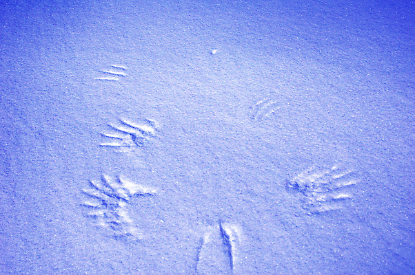 포토 JPG 해외이미지 동물 백그라운드 겨울 날개 조류 표면 노르웨이 그림자 사람없음 파란색 냉동 얼음 추위 이륙 해외202004 해외포토 자연요소 계절 유럽 컬러 파일형식 이미지허브