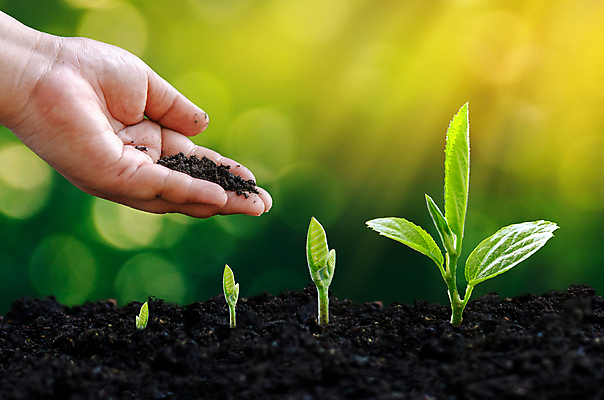 포토 JPG 해외이미지 나무 식물 손 계절 지구 어린이 백그라운드 컨셉 잎 농업 자연 새로움 관리 씨앗 사람없음 초록색 물 농장 새싹 환경 정원 흙 봄 성장 신선 떨어짐 숲 작음 땅 물주기 주기 원예 뿌리 먼지 거름 땅바닥 모종 묘목 생태학 심기 해외202004 해외포토 자연요소 교육 산업 컬러 모션 바닥 사람 취미 신체부위 크기 생태계 파일형식 이미지허브