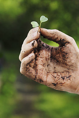 포토 JPG 해외이미지 주간 식물 손 잎 자연 사람없음 야외 여름 잡기 작음 원예 모종 처음 해외202004 해외포토 자연요소 계절 모션 취미 신체부위 크기 생태계 파일형식 이미지허브