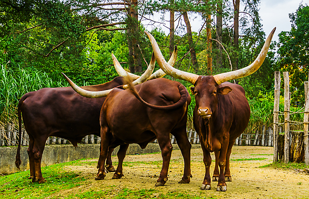 포토 JPG 해외이미지 동물 얼굴 물결 야생동물 십자가 농업 포유류 가족 뿔 동물원 사람없음 빨간색 반려동물 농장 머리 미국 목장 그룹 소 군중 큼 사파리 황소 꼬리 잡종 외양간 기르기 인기 해외202004 해외포토 산업 컬러 북아메리카 관계 사람 신체부위 크기 돌봄 파일형식 이미지허브