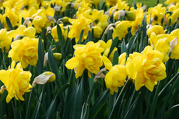 포토 JPG 해외이미지 식물 계절 꽃잎 꽃 꽃무늬 자연 사람없음 야외 환경 정원 봄 성장 벚꽃 신선 개화 생태계 원예 화단 수선화 내추럴 영원 해외202004 해외포토 무늬 취미 파일형식 이미지허브
