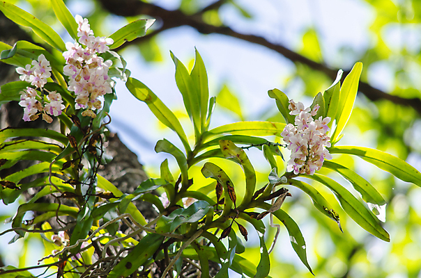포토 JPG 해외이미지 식물 꽃잎 꽃 분홍색 잎 꽃무늬 자연 사람없음 초록색 여름 컬러풀 봄 벚꽃 내추럴 해외202004 해외포토 계절 컬러 무늬 생태계 파일형식 이미지허브