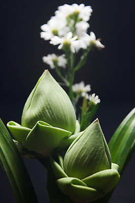 포토 JPG 해외이미지 식물 꽃잎 꽃 꽃다발 백그라운드 잎 꽃무늬 불교 자연 연꽃 사람없음 장식 초록색 컬러풀 정원 침묵 벚꽃 신선 다발 배열 순수 묘사 오브젝트 아로마 내추럴 숭배 접기 해외202004 해외포토 종교 컬러 컨셉 무늬 모션 소리 생태계 파일형식 이미지허브