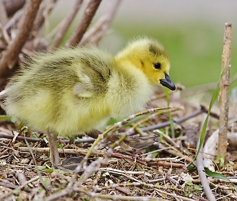 포토 JPG 해외이미지 동물 응시 야생동물 백그라운드 캐나다 조류 병아리 서기 사람없음 초록색 갈색 노란색 검은색 놀람 회색 먹기 심볼 그림 시력 엽서 거위 토론토 고립 전국 해외202004 해외포토 시선 감정 컬러 북아메리카 모션 표정 편지 파일형식 이미지허브