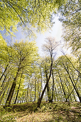 포토 JPG 해외이미지 나무 공원 야생동물 여행 자연 날씨 휴가 독일 국립공원 풍경 사람없음 야외 초록색 환경 봄 하이킹 다양 덮개 나뭇가지 황무지 고독 보호 숲 즐거움 2014년 멀리 생태학 해외202004 해외포토 식물 동물 계절 공공시설 교육 감정 유럽 컬러 다수 컨셉 레저 뚜껑 연도 생태계 파일형식 이미지허브