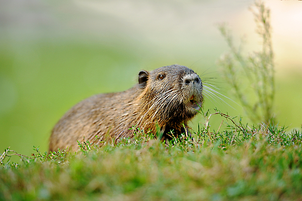 포토 JPG 해외이미지 식물 동물 호수 얼굴 야생동물 음식 포즈 컨셉 패턴 포유류 발 자연 생물 털 사람없음 야외 물 여름 강 갈색 경쟁 봄 젖음 흰색 연못 액체 개울 황무지 황금 습지 쥐 설치류 모피 적재 해외202004 해외포토 자연요소 계절 컬러 무늬 신체부위 생태계 파일형식 이미지허브