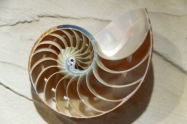 포토 JPG 해외이미지 동물 전통 디자인 옷 별 음식 모래 파도 바다 백그라운드 컨셉 패턴 바지 자연 표면 휴가 조개 불가사리 파노라마 종류 미술 사람없음 야외 장식 물 여름 파란색 청춘 컬러풀 유행 환경 어둠 여러개 껍질 흰색 직물 도시 면 혼합 남색 수집 묘사 질감 땀 캔버스 가리비 섬유 내추럴 그런지 옛날 스타일 많음 해외202004 해외포토 자연요소 계절 컬러 다수 무늬 하의 문화예술 어패류 극피동물 촬영기법 생태계 파일형식 이미지허브