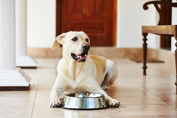 포토 JPG 해외이미지 동물 응시 가정 휴식 바닥 주택 사람없음 반려동물 눕기 가축 표현 기다림 사발 개 달콤 고독 갈증 래브라도리트리버 먹기 배고픔 손목시계 송곳니 돌봄 수유 인내 혼자 해외202004 해외포토 시선 감정 시계 컨셉 장신구 포유류 모션 건물 사기그릇 리트리버 맛 치아 파일형식 이미지허브